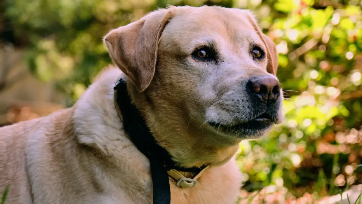 A yellow Labrador and a Golden Retriever sitting together in a grassy yard