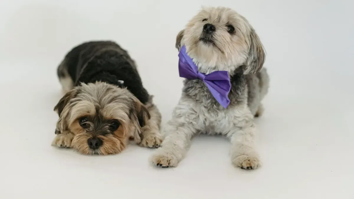 A Yorkshire Terrier and a Maltese sitting side by side on a couch
