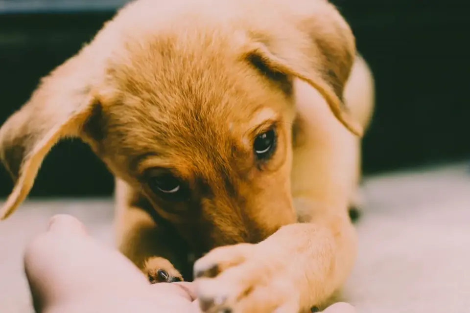 A young puppy investigating a new texture during a supervised exploration session