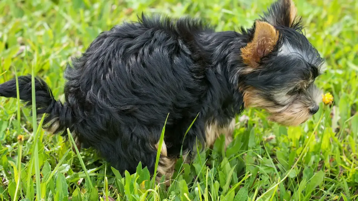 A young puppy nosing through a snuffle mat on a living room floor