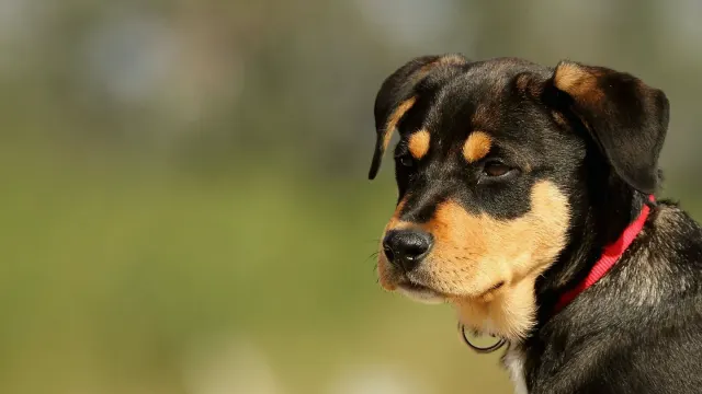 A young Rottweiler sitting attentively on a leash outdoors during a training session