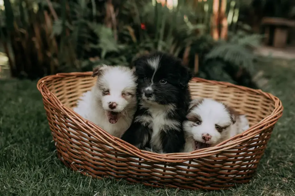 An Australian Shepherd playing fetch with two children in a backyard