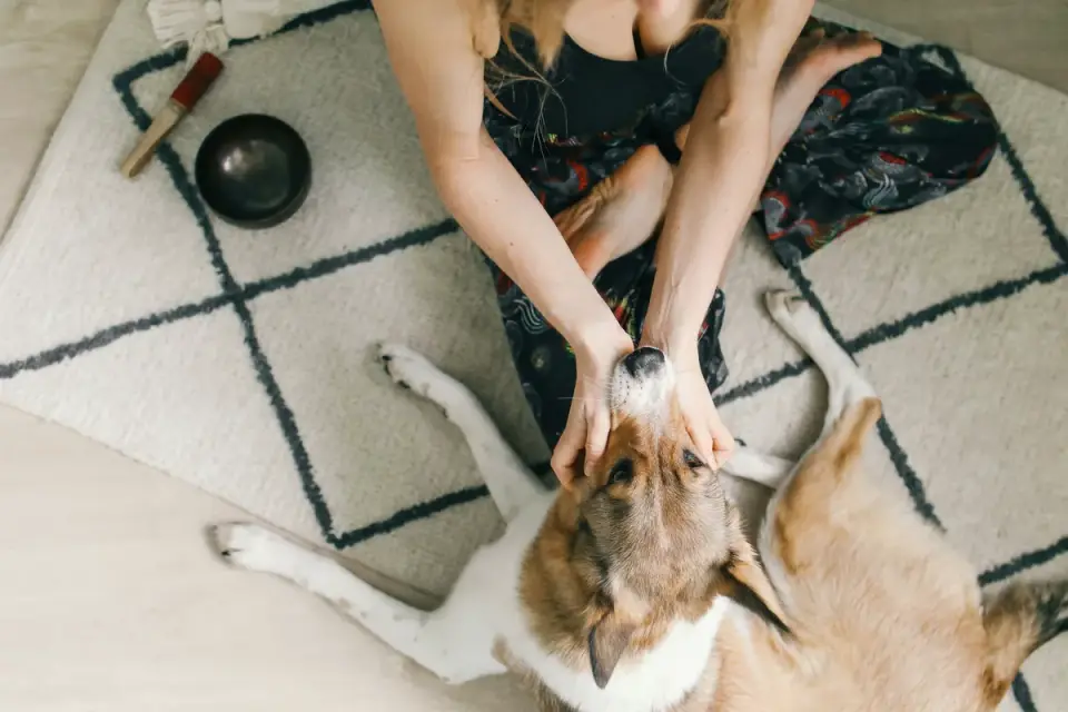 An owner gently massaging an older dog&#x27;s shoulders on a rug