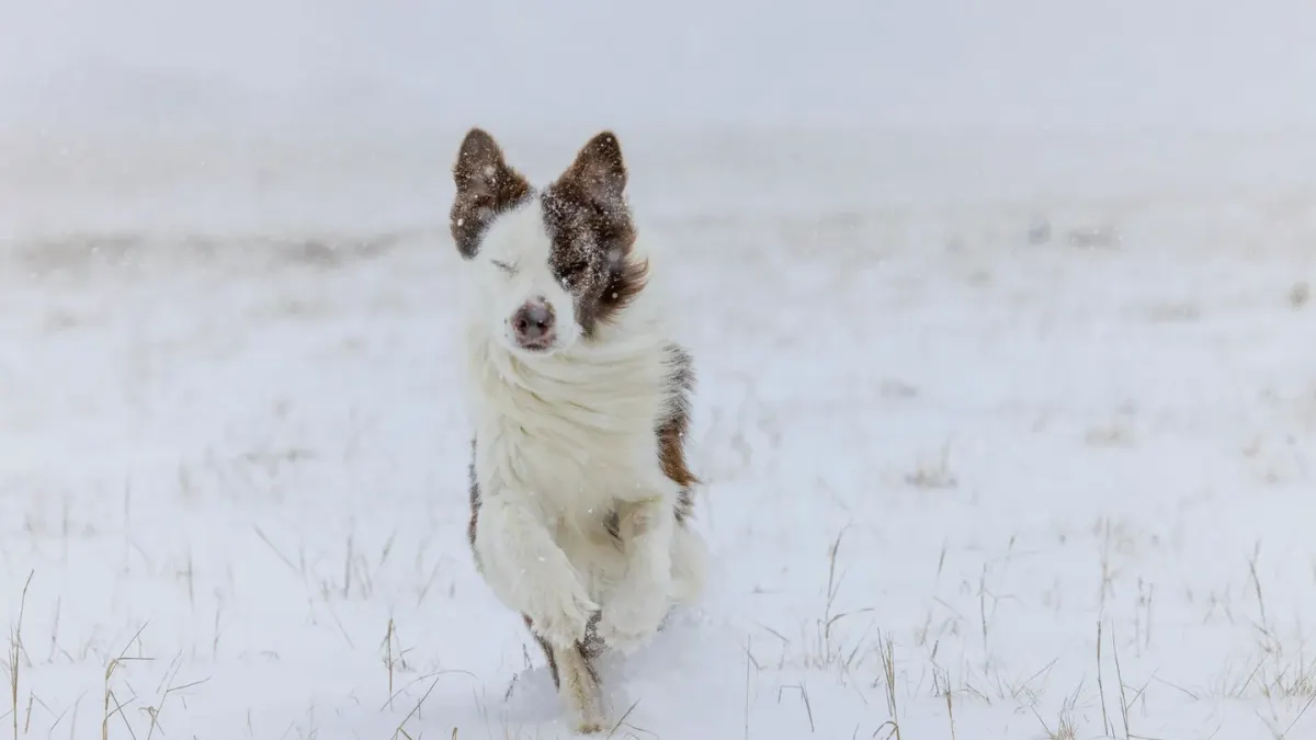 Border collie running