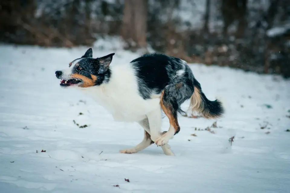 Border collie running