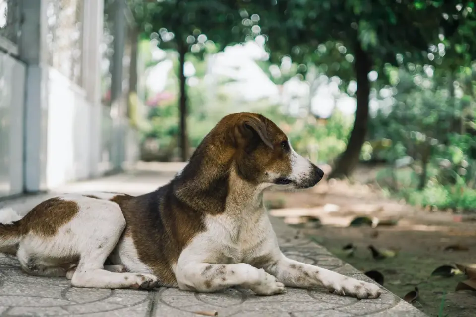 Calm dog resting at home