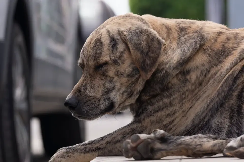 Calm dog resting at home