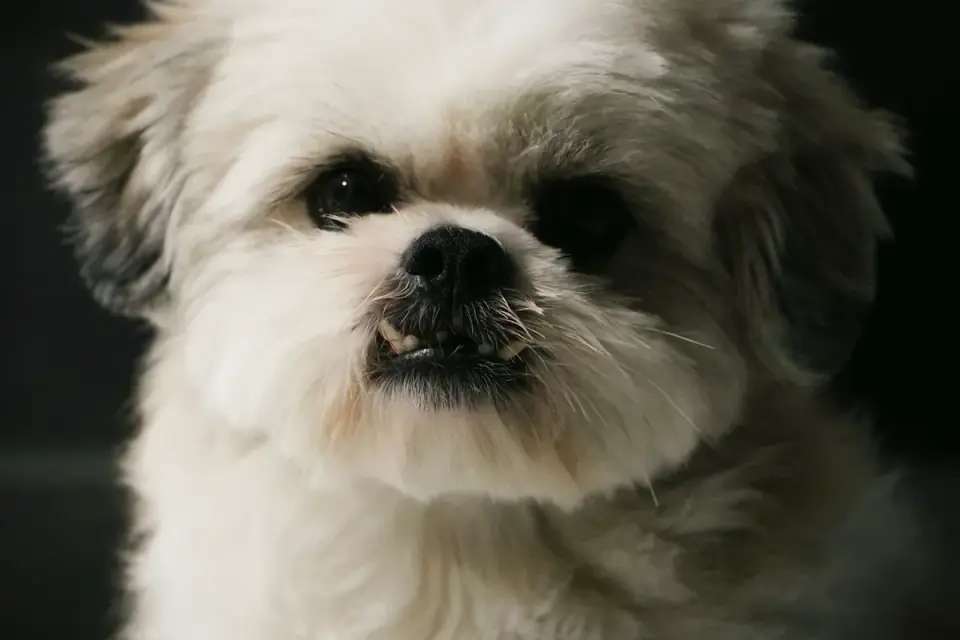 Close-up of a Shih Tzu&#x27;s short, flat muzzle
