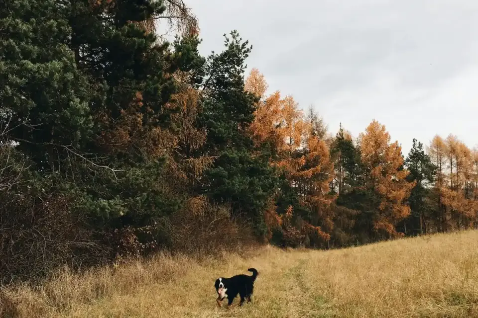 Dachshund outdoors