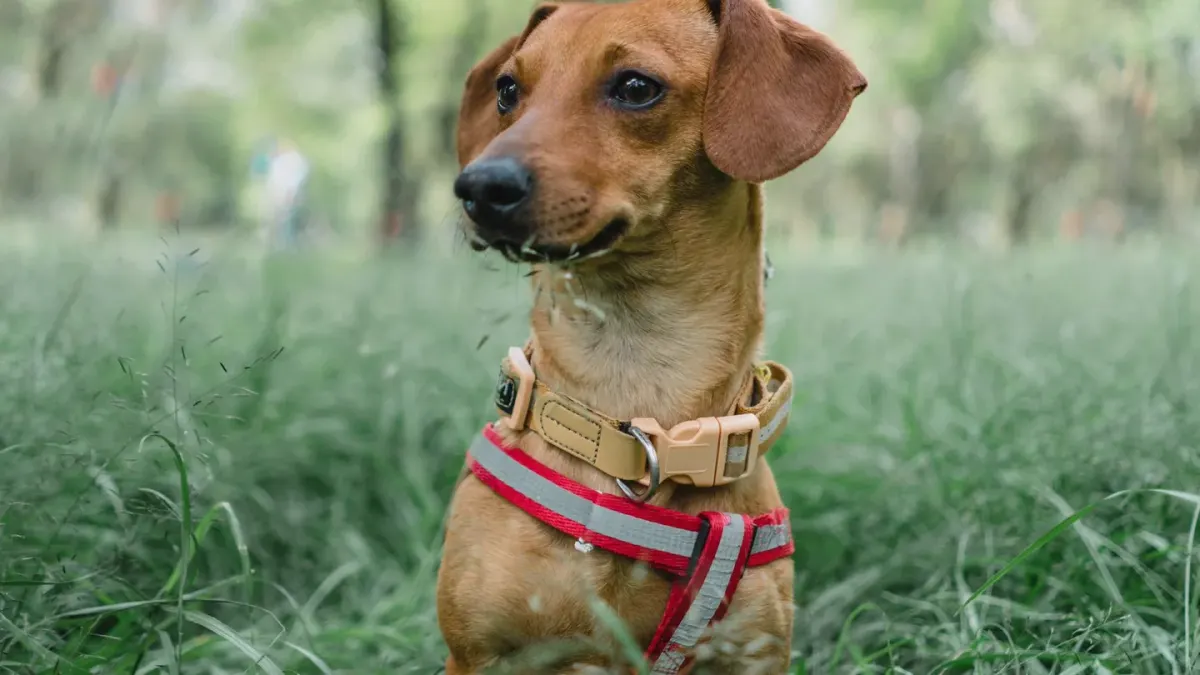 Dachshund outdoors