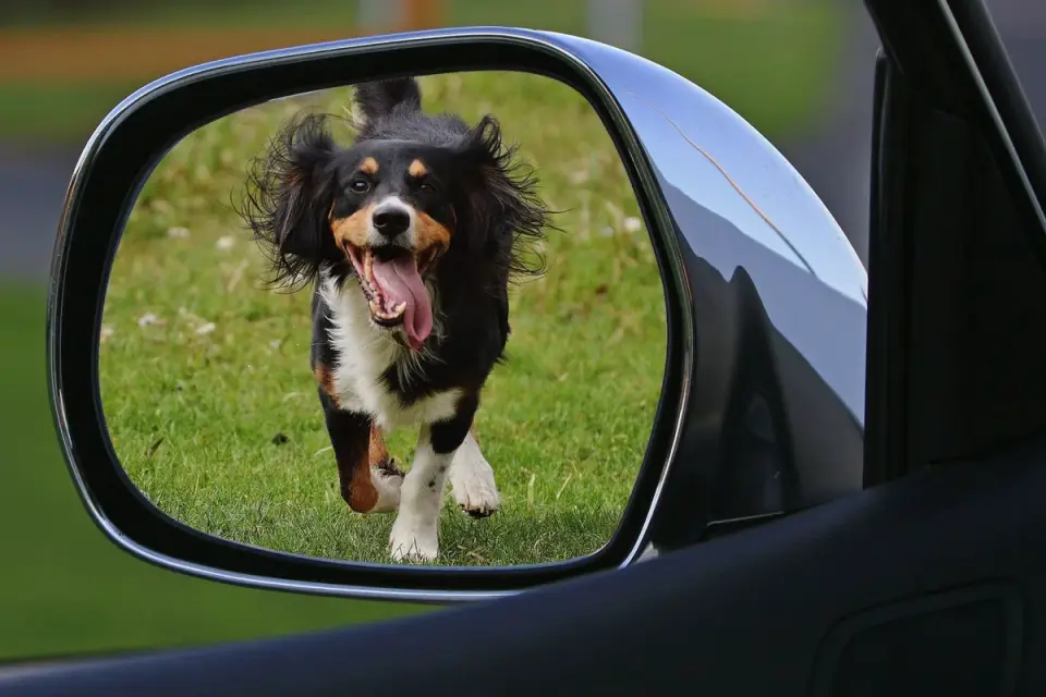 Dog at a car window