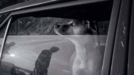 Dog at a car window