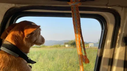 Dog at a car window