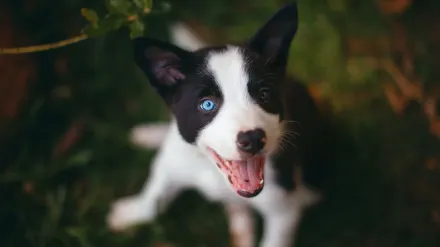 Dog barking outdoors