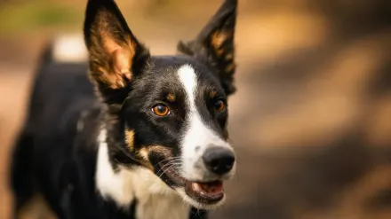 Dog barking outdoors