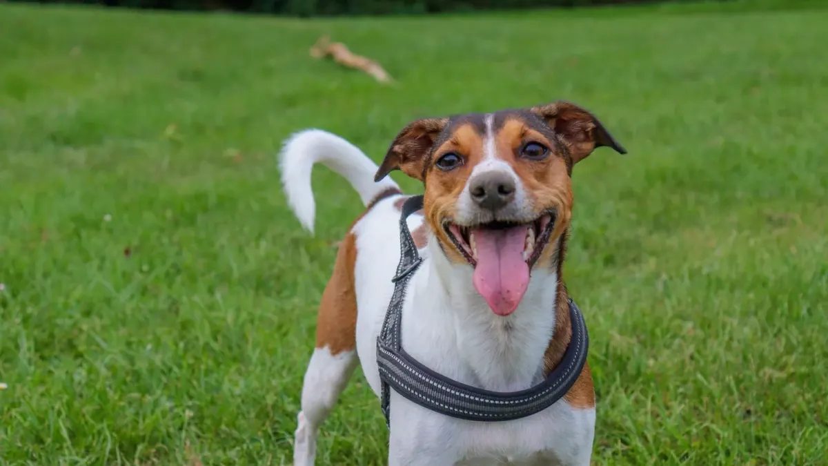Dog barking outdoors