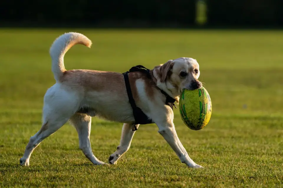 Dog chasing a ball