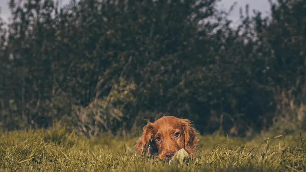 Dog chasing a ball