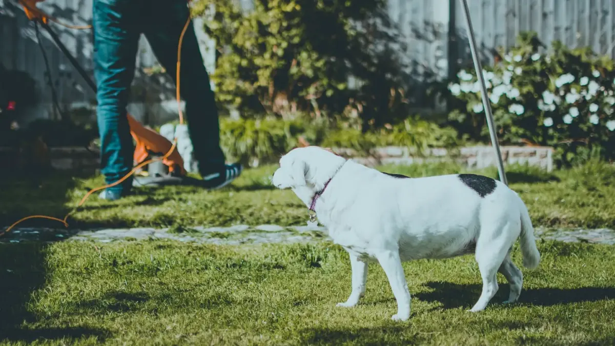 Dog chasing a ball