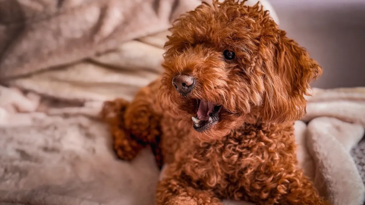 Dog curled on a blanket