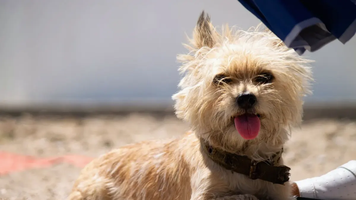 Dog digging in sand