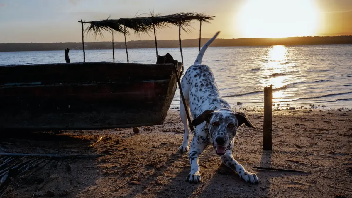 Dog digging in sand