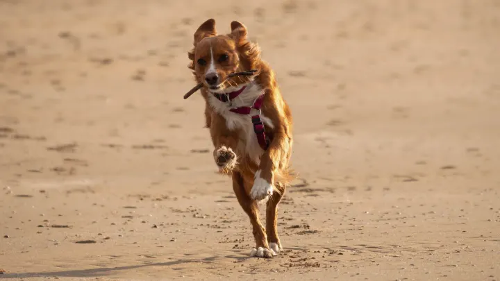 Dog digging in sand