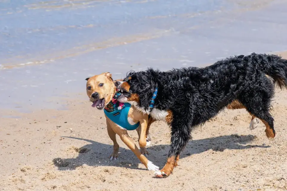 Dog digging in sand