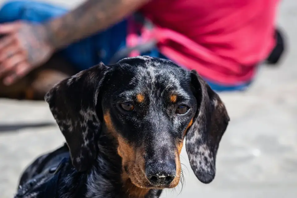 Dog digging in sand