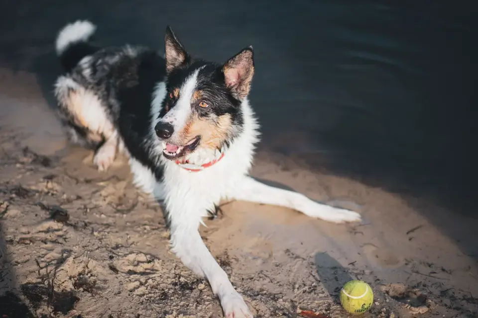 Dog digging in sand