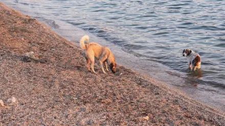 Dog digging in sand