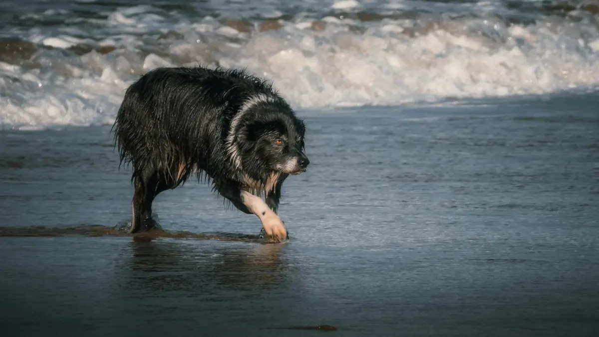 Dog digging in sand