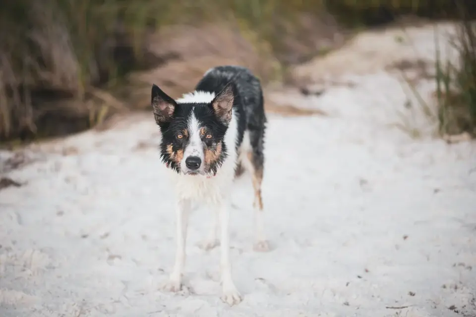 Dog digging in sand