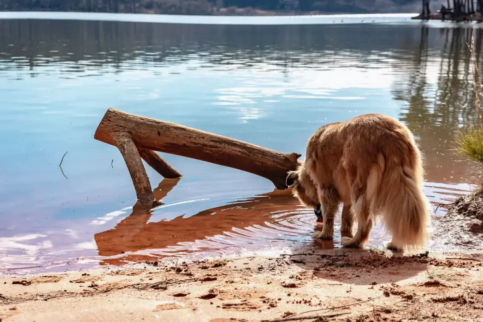 Dog drinking water
