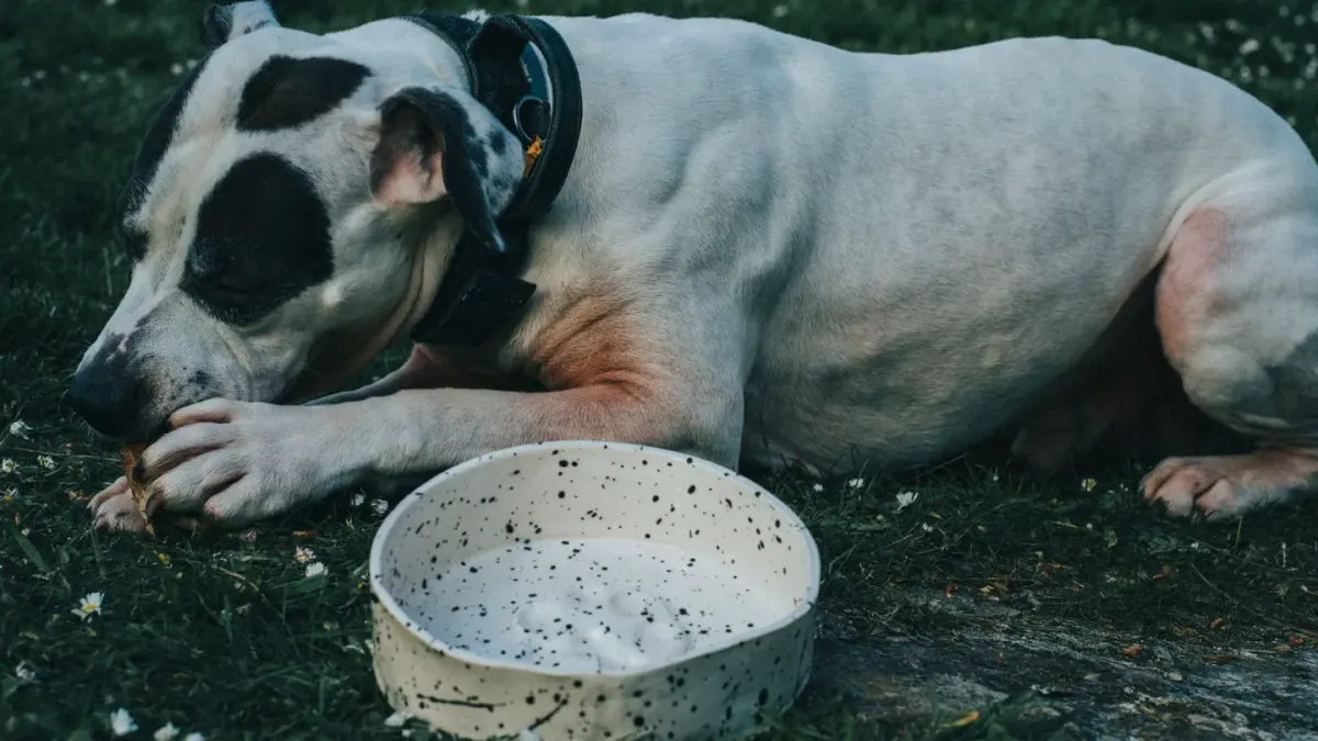 Dog eating from a bowl at home