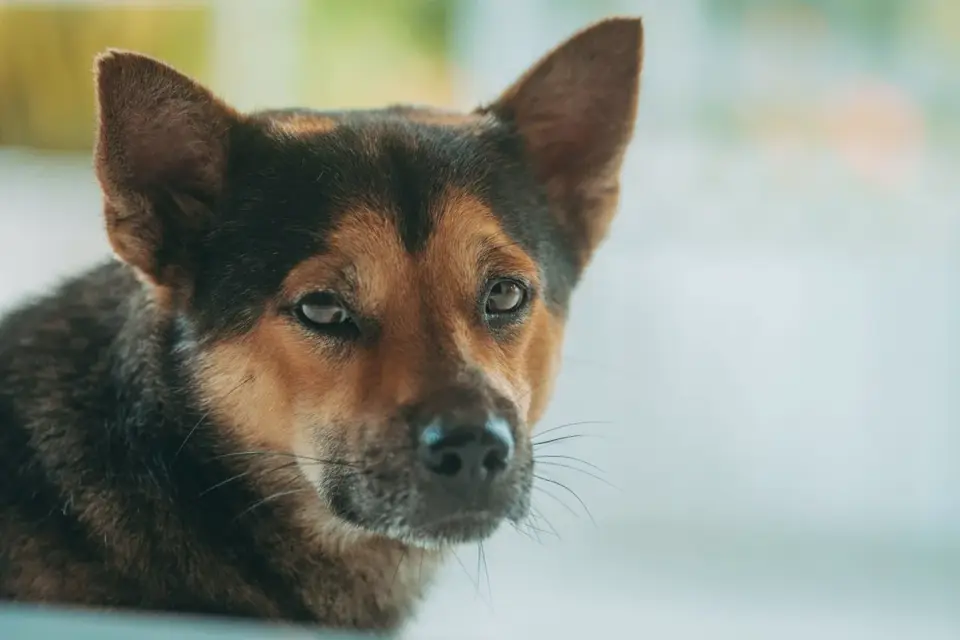 Dog eating from a bowl at home