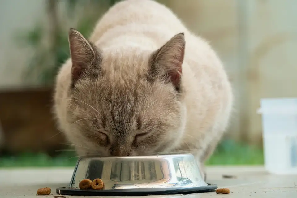 Dog eating from a bowl