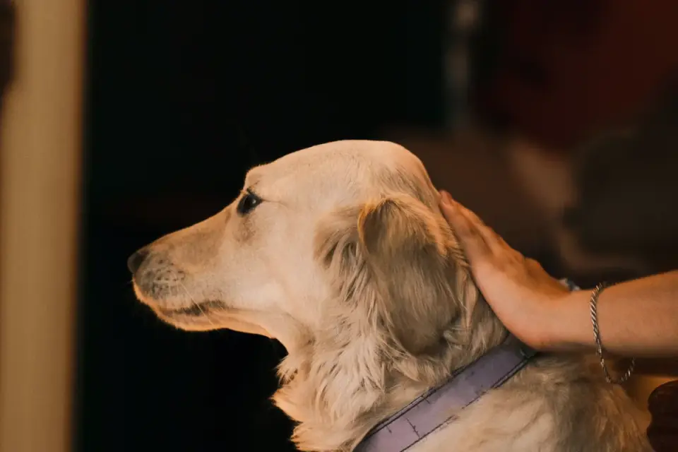 Dog greeting an owner