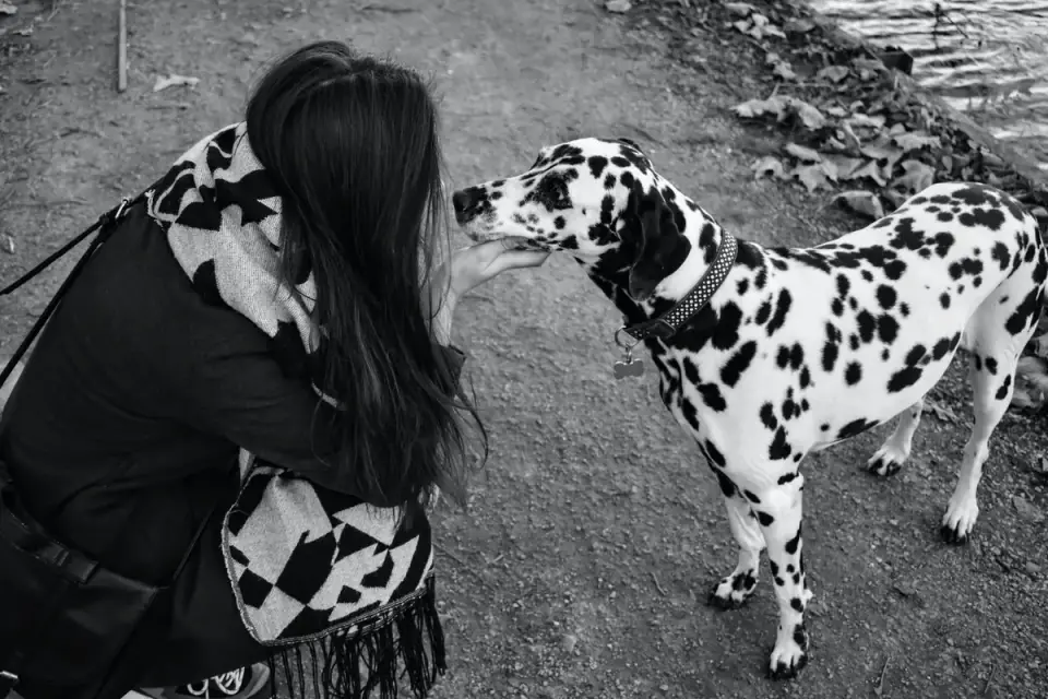 Dog greeting an owner