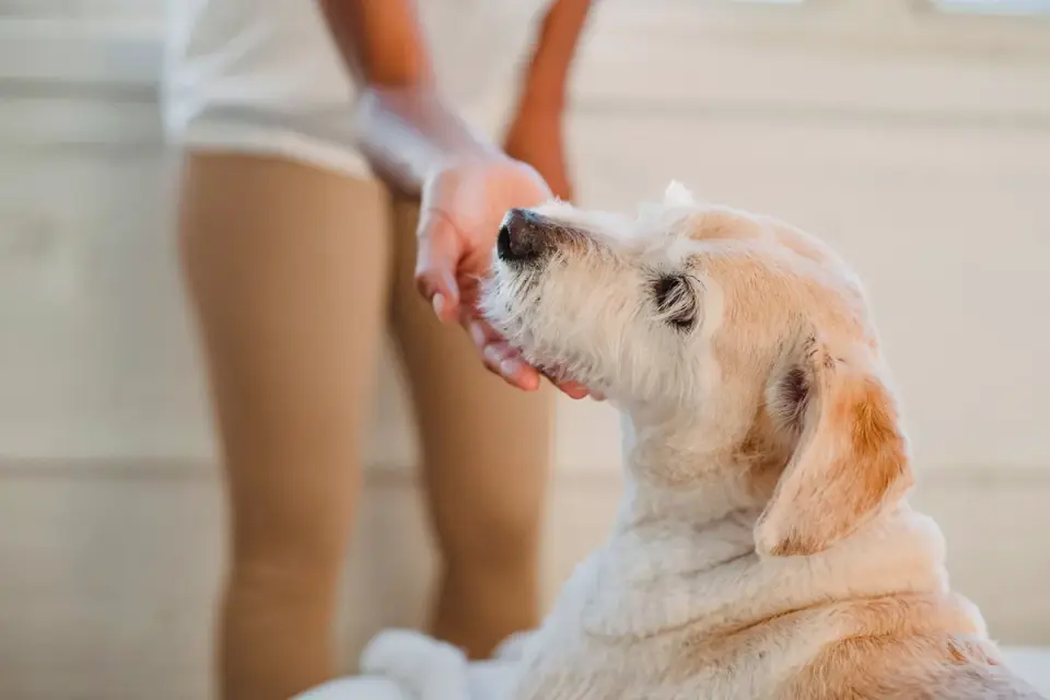 Dog in a kitchen with an owner