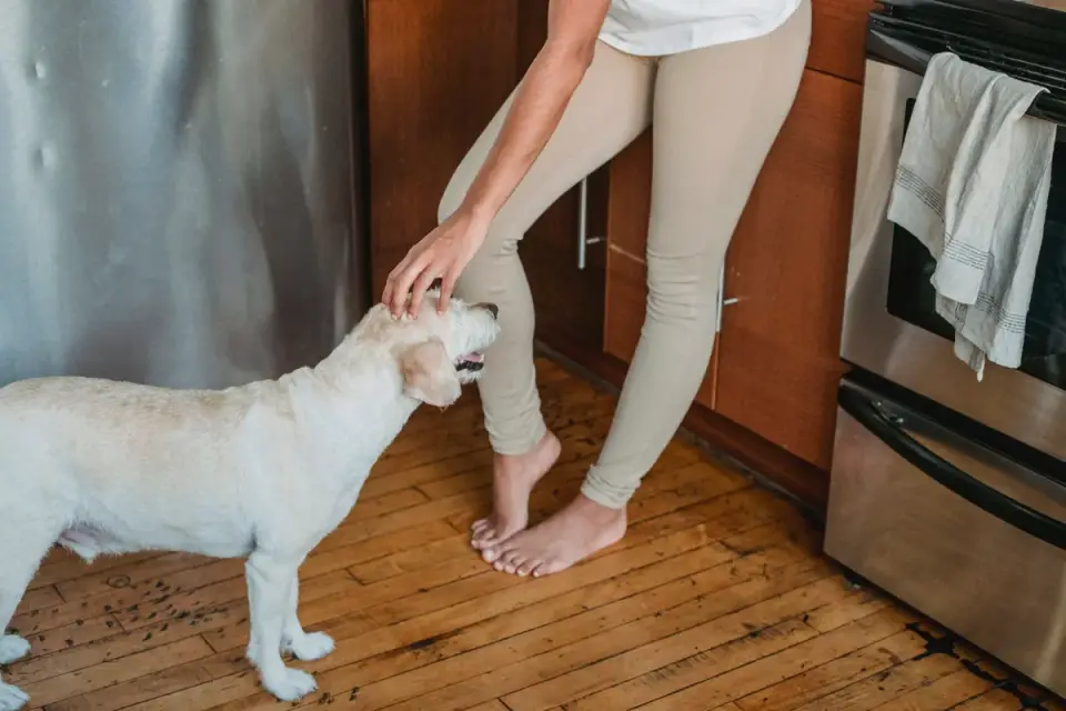 Dog in a kitchen with an owner