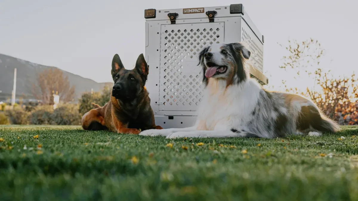 Dog in a travel crate
