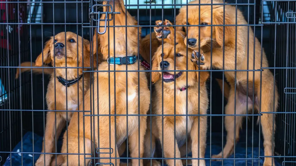 Dog in a travel crate