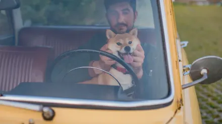 Dog in car back seat