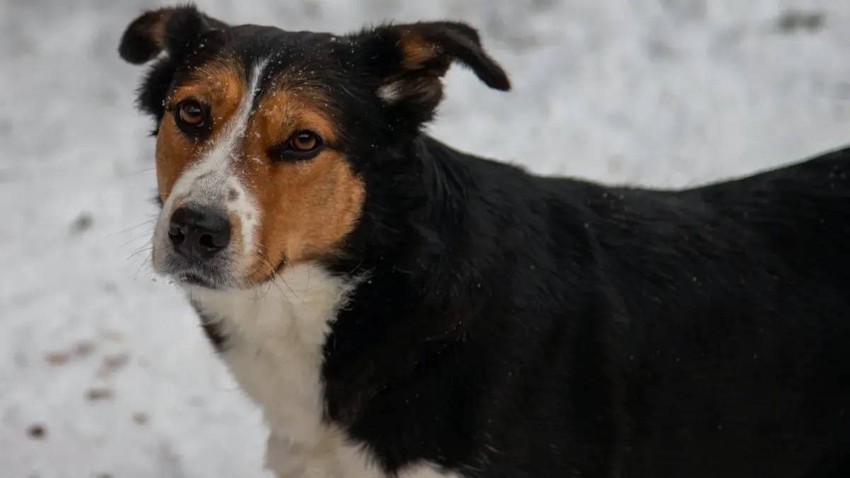 Dog looking ahead outdoors