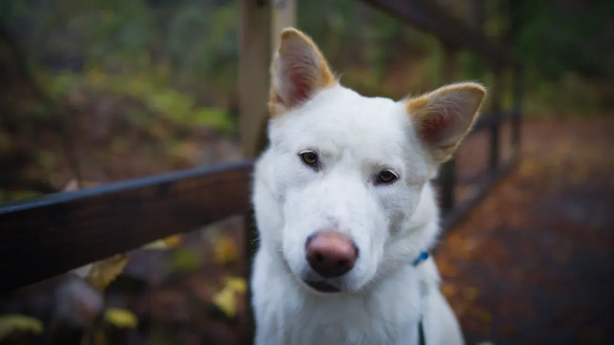 Dog looking ahead outdoors