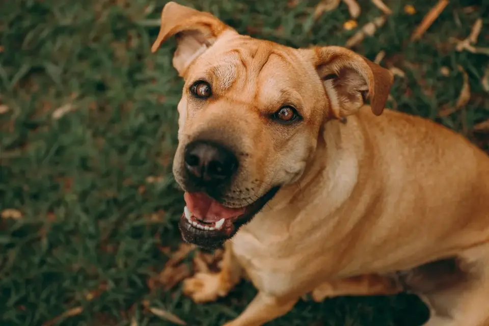 Dog looking ahead outdoors