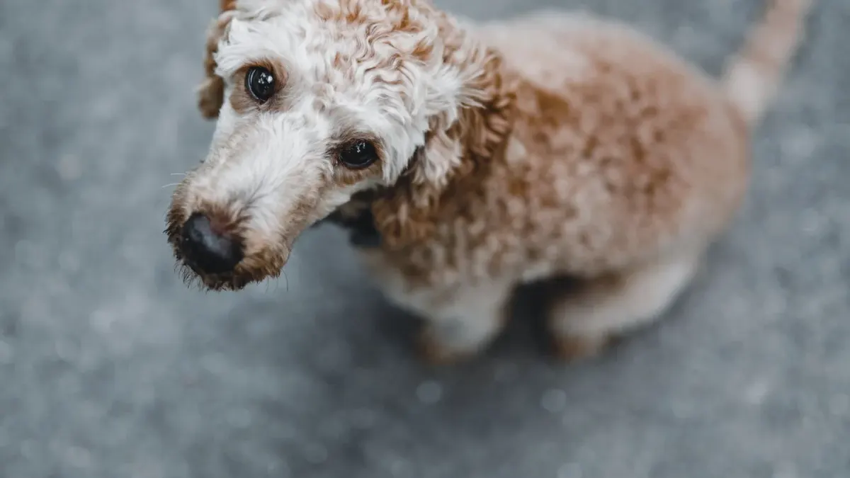 Dog looking at an owner