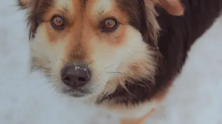 Dog looking at an owner