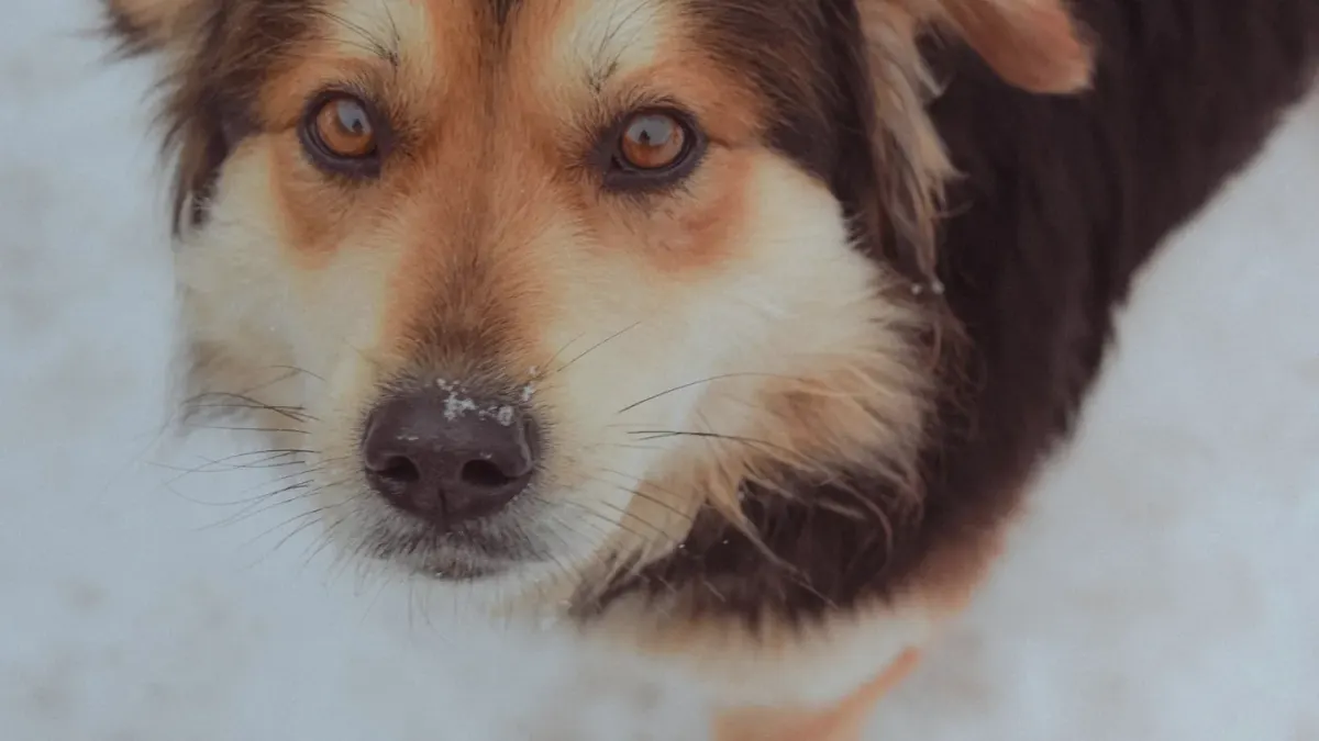 Dog looking at an owner